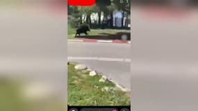 Un sanglier filmé dans la cour de la cité scolaire Marseilleveyre.