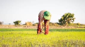 12 projets ont été retenus dans le cadre du "Challenge Climat Agriculture et Forêts" organisé par l'AFD et le Cirad.  

