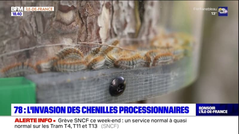 Yvelines: les chenilles processionnaires de retour plus tôt cette année