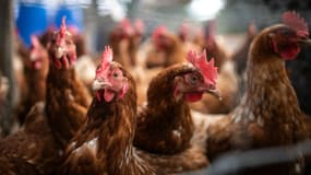 Les agents de la Sanef ont été obligés de rattraper les poulets en fuite sur l'autoroute.