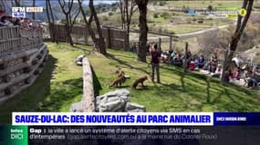 Hautes-Alpes: des nouveautés au parc animalier de Sauze-du-Lac