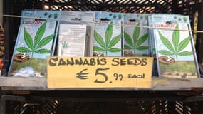 Vente de graines de cannabis à Amsterdam