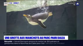 Belgique: une grotte aux manchots au parc Pairi Daiza