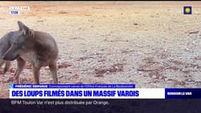 Des loups filmés dans des massifs du Var