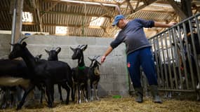 Laurent, un détenu en voie de libération, s'occupe des chèvres à la ferme Ker Madeleine, à Saint-Gildas-des-Bois (Loire-Atlantique), le 17 octobre 2025.
