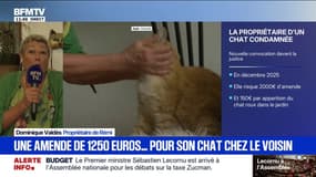 "Il lui ait reproché d'avoir abîmé un enduit de façade": cette propriétaire d'un chat condamnée à 1250 euros d'amende