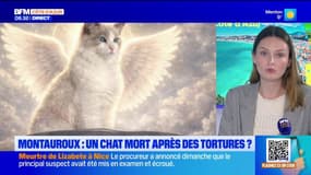 Montauroux : qu'est-il arrivé à Zéphyr, ce chat de 22 mois retrouvé à l'agonie
