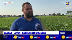 Alsace: le vent qui souffle actuellement assèche les cultures