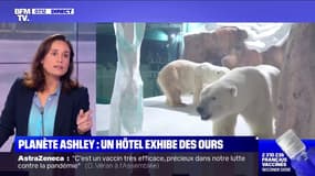 En Chine, un hôtel qui exhibe des ours polaires suscite l'indignation