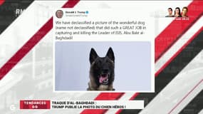 Donald Trump publie une photo du chien qui a participé à la traque du leader de Daech: "Sa stratégie de communication est extrêmement efficace", jugent les Grandes Gueules