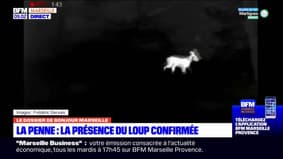 Penne-sur-Huveaune: la piste du loup confirmée après la mort d'un troupeau de 12 chèvres