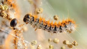 Une chenille processionnaire observée en 2009 (PHOTO D'ILLUSTRATION)