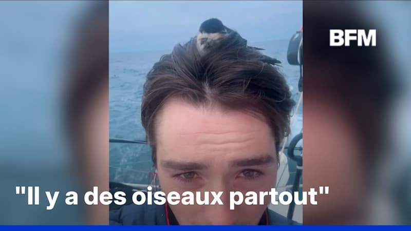 Un oiseau confond la tête d'un skipper français avec un nid en pleine mer