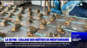 La Seyne-sur-Mer: le "collage", technique d'élevage des huîtres de Méditerranée