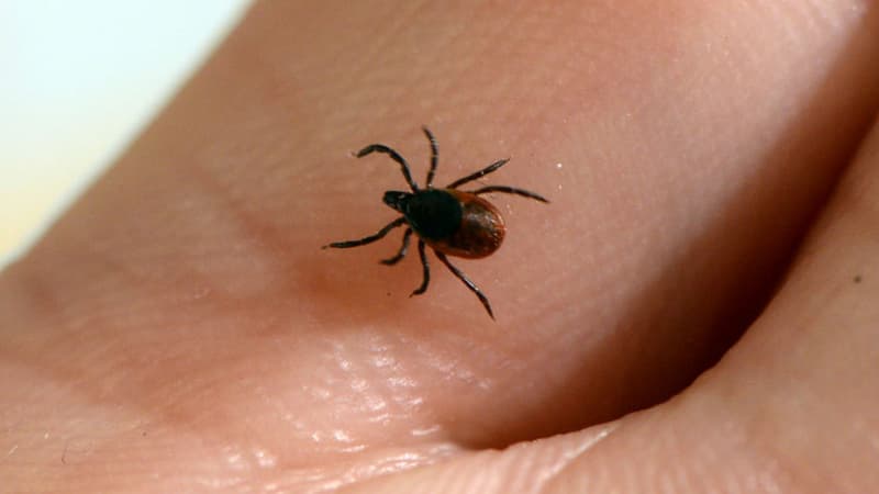 Les tiques sont les principaux vecteurs d'agents pathogènes à l'origine des maladies infectieuses.