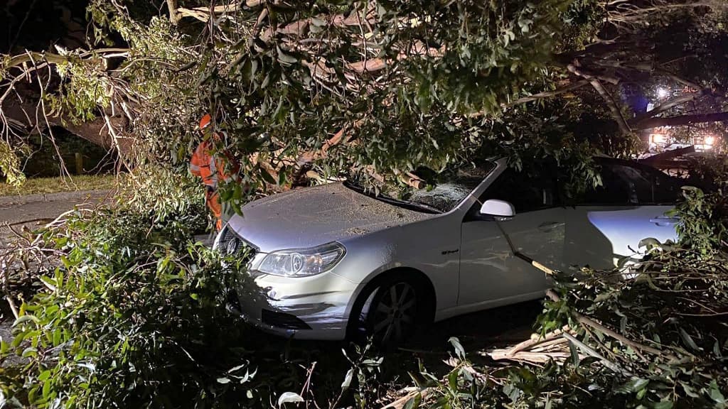 Une chute d'arbre provoquée par les vents violents qui ont touché l'Australie, le 13 février 2024 Une chute d'arbre provoquée par les vents violents qui ont touché l'Australie, le 13 février 2024