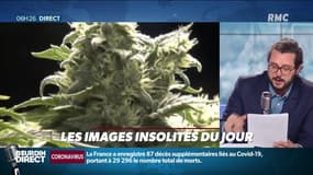 Devenez cultivateur de cannabis! Le gouvernement néerlandais recrute 