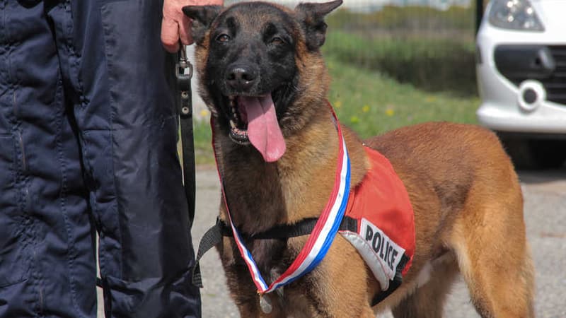 Ce chien a été récemment médaillé pour avoir débusqué pour des millions d'euros de drogues.