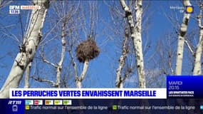 Les perruches vertes envahissent Marseille