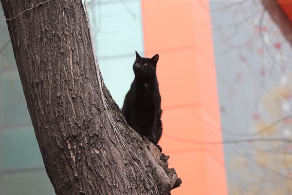 Un chat se tient sur un arbre dans la rue Yuksel à Ankara le 1er avril 2020.