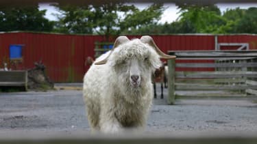 La décision de H&M, Zara et Gap a été prise après la diffusion d'une vidéo de Peta montrant des maltraitances dans les élevages de chèvres angora.