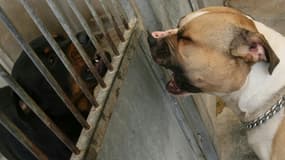 En France, certaines races de chiens sont considérées comme "dangereuses": les chiens d'attaque (American Staffordshire terrier ou pit-bull; Mastiff, Tosa) et les chiens de garde et de défense (American Staffordshire terrier, Rottweiler, Tosa, assimilables à des Rottweiler)
