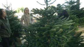 Comment bien choisir son sapin de Noël