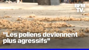 "Les pollens sont plus agressifs": les allergies sont de plus en plus nombreuses et plus longues