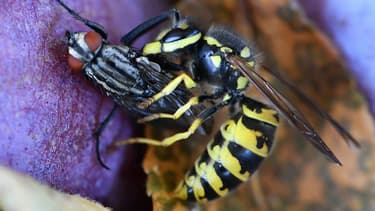 Une guêpe attaquant une mouche.