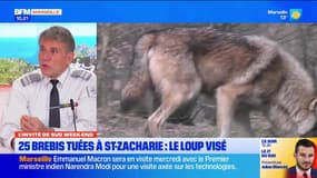 Provence-Alpes-Côte d'Azur: les loups se multiplient dans la région