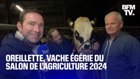 Voici Oreillette, la vache égérie du prochain Salon de l’agriculture