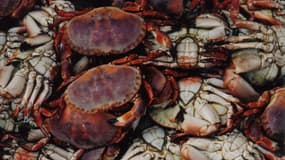 Des crabes entassés les uns sur les autres (Photo d'illustration)