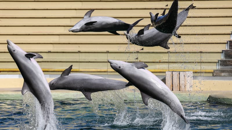 Les dauphins du Marineland d'Antibes ne rejoindront finalement pas le zoo de Beauval