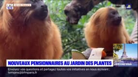 Paris: deux nouveaux pensionnaires au Jardin des Plantes