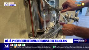 Déjà l'heure du décuvage dans le Beaujolais