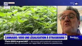 Cannabis en Allemagne: vers une légalisation à Strasbourg? 