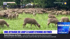 Saint-Etienne-de-Tinée: une attaque de loups avant la fête de la transhumance, une brebis retrouvée morte