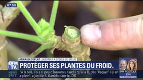 Comment protéger ses plantes du froid ?