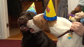Un chien fête son anniversaire (illustration)