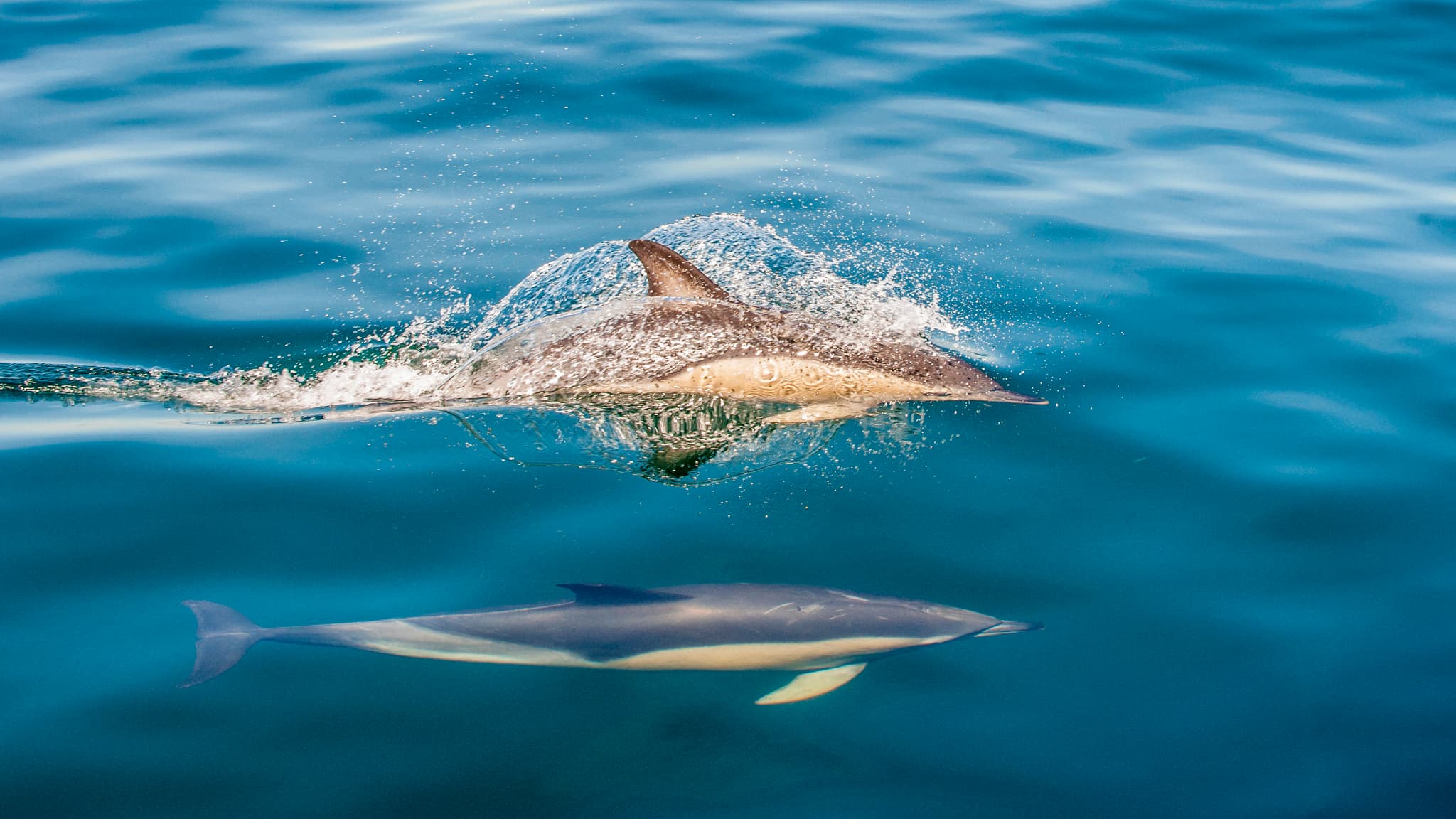 "ON AURAIT PU LE SAUVER": TROIS DAUPHINS PIÉGÉS PAR LA MARÉE DANS LE PORT DE L'ÎLE DE BATZ