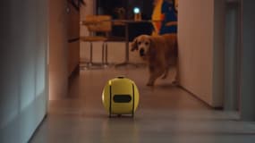 Le robot intelligent Ballie de Samsung peut s'occuper de vos animaux de compagnie pendant votre absence.