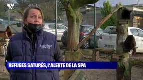 Refuge saturé, l'alerte de la SPA - 18/01