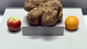 La truffe blanche vendue samedi devient la plus grosse jamais découverte dans le monde.