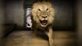 Un lion de retour au zoo du bassin d'Arcachon, ce mercredi 3 août