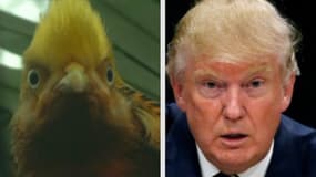 De nombreux internautes ont vu une étrange ressemblance entre le faisan doré et Donald Trump