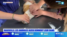 Marseille : les animaux aussi donnent leur sang 