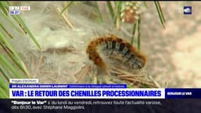 Var: le retour des chenilles processionnaires