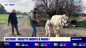 Rhône: Rosette en lice au concours de beauté du Salon de l'agriculture