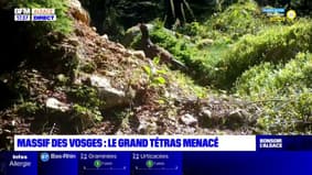Massif des Vosges: le grand tétras est de plus en plus menacé