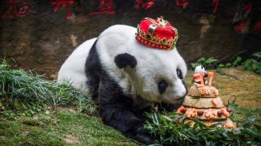 Le panda géant Basi était une star en Chine, où chacun de ses anniversaires était célébré avec faste devant les caméras